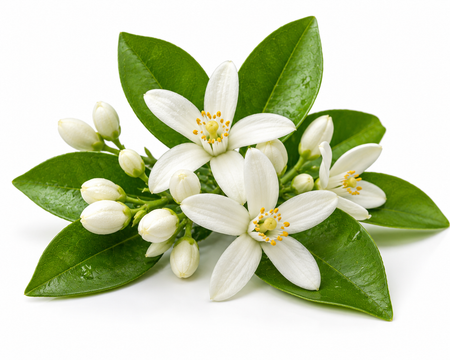 Orange blossam