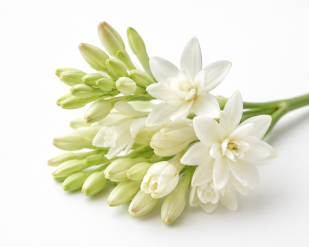 Tuberose