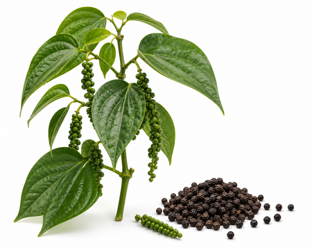 Pepper