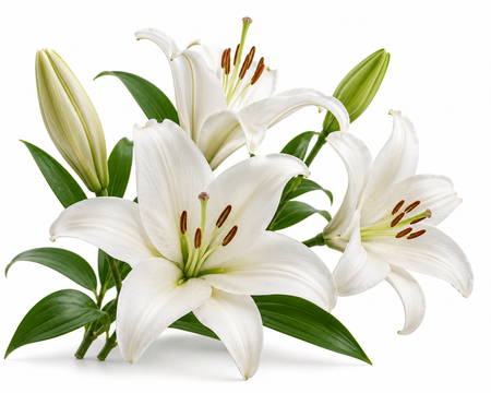 Lily