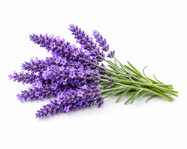 Lavander