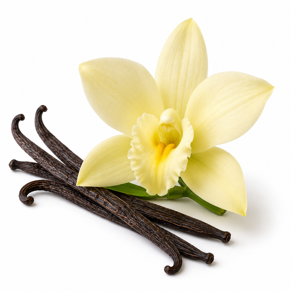 Vanilla  Orchid